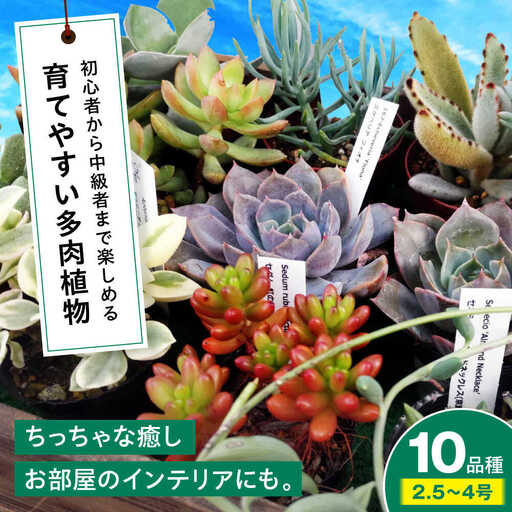 観葉植物 10鉢セット[APCJ001] 観葉植物 