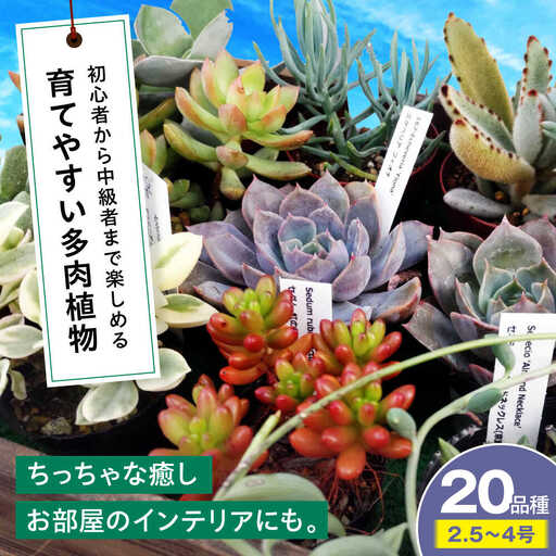 観葉植物 20鉢セット[APCJ002]観葉植物 