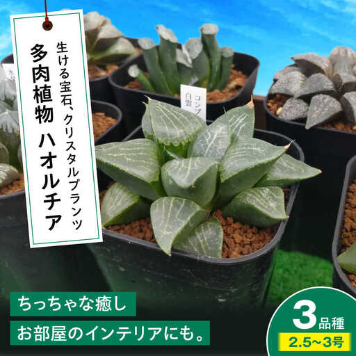 観葉植物 ハオルチア 3鉢[APCJ006]観葉植物 