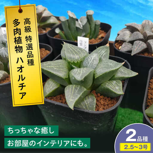 観葉植物 高級ハオルチア 2鉢[APCJ007]観葉植物 