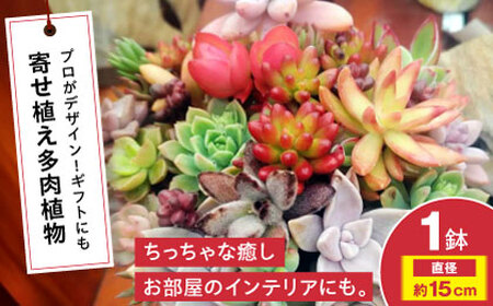 観葉植物 オリジナル寄せ植え[APCJ005]観葉植物