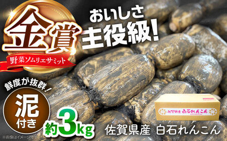 金賞れんこん 約3kg IBD014 れんこん