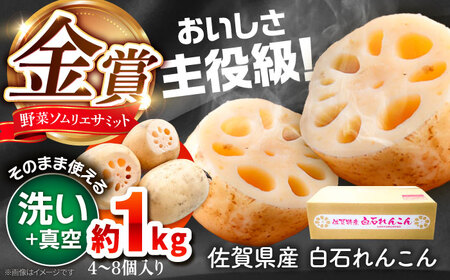 [先行予約 2027年1月〜発送]金賞れんこん 真空パック 約1kg れんこん