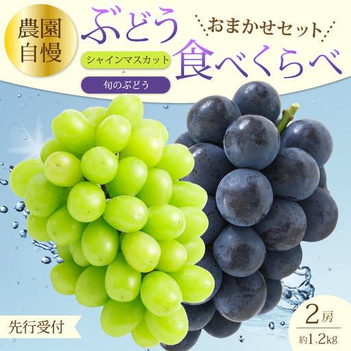 【先行受付】農園自慢のぶどうを食べくらべ♪シャインマスカット1房おまかせぶどう1房 2027年9月下旬発送予定 果物 くだもの フルーツ ブドウ 葡萄 202006