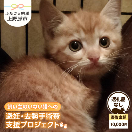 飼い主のいない猫への避妊・去勢手術費支援プロジェクト【返礼品なし】（寄附金額：10,000円）