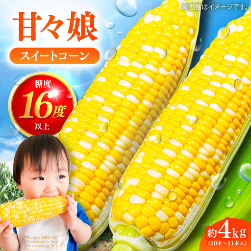【先行予約】【2027年6月上旬より順次発送】とうもろこし 甘々娘約4kg10~11本BHCJ001 とうもろこし
