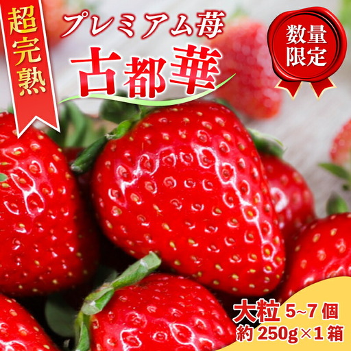 いちご 古都華いちご 1箱500g | （大粒5~7粒 ＋ 約250g）【2027年1月～発送】15-068