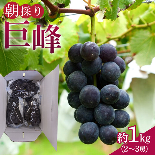 [先行予約]朝採り 巨峰 約1kg (2〜3房) 有田巨峰村 大南農園 | ぶどう 巨峰 ぶどう[2026年8月中旬頃より順次発送]
