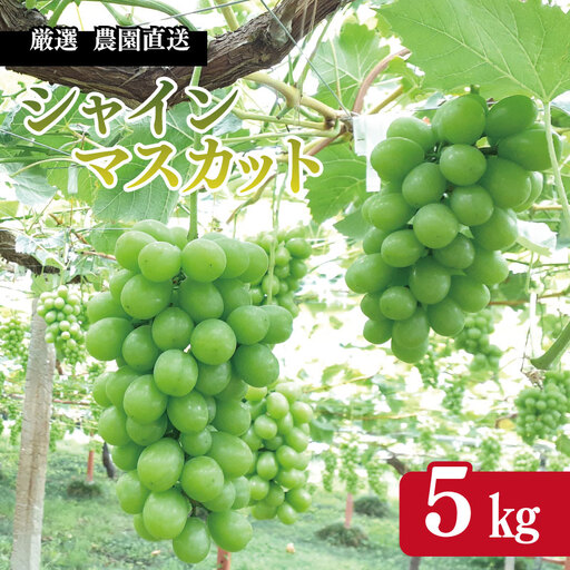 シャインマスカット 5kg シャインマスカット