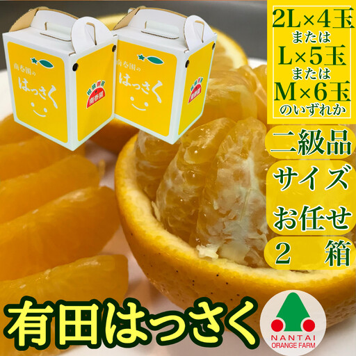 ［2箱セット］ 手さげ箱 手詰め 有田 はっさく 2L ~ M 4~6玉入 ちょっと 傷あり 南泰園 みかん