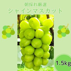 【数量限定】朝採れ厳選シャインマスカット 1.5kg（3～4房）