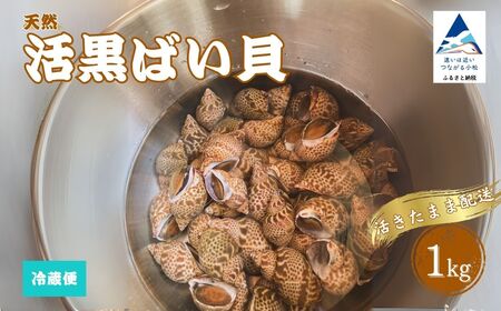 [季節限定] 活黒ばい貝1kg ばい貝 魚介類 魚介類