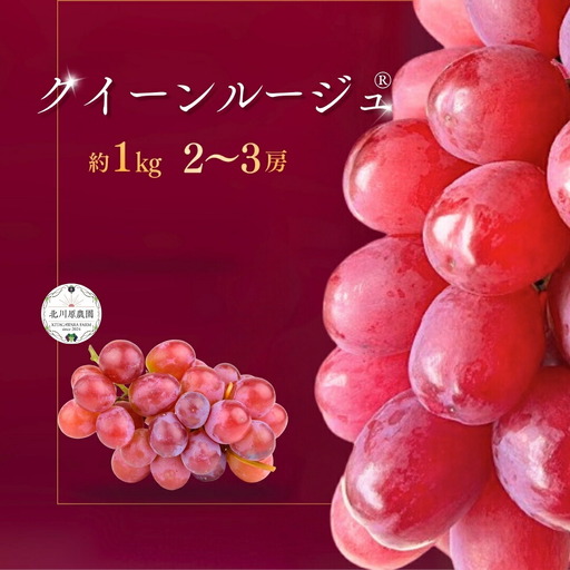 【2026年先行予約】種なしぶどう クイーンルージュR?(長野県オリジナル品種) 約1kg (2 ~ 3房) ｜ ぶどう