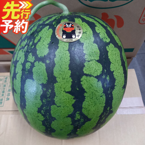 [ R8年熊本地震復興支援 ]熊本特産!大玉スイカ 1玉 (約6kg以上) すいか スイカ 西瓜 果物 フルーツ [2027年6月上旬〜7月下旬発送予定]