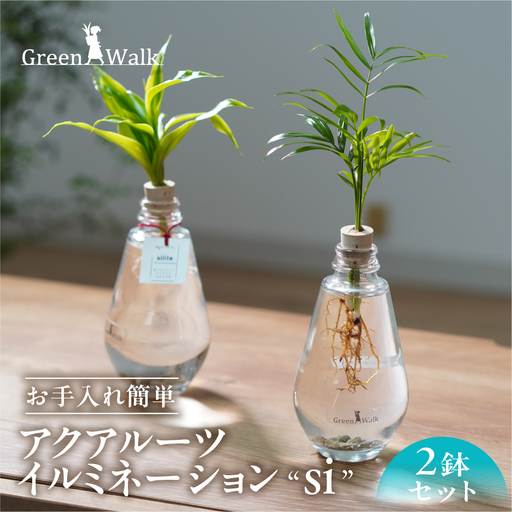 アクアルーツイルミネーション 2鉢セット インテリア 緑 グリーン 植物 簡単 初心者 かわいい 自然 おしゃれ 送料無料 Green Walk グリーンウォーク 愛知県 豊橋市