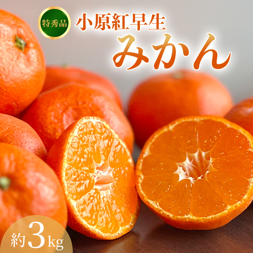 [2026年11月中旬〜][特秀品]みかん 小原紅早生 約3kg みかん