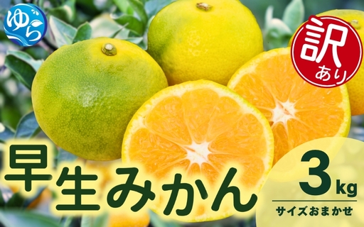訳あり 由良 早生 みかん (サイズおまかせ) 3kg ※2026年11月上旬～12月上旬に順次発送予定※北海道・沖縄・離島配送不可 / 温州みかん 甘い 家庭用 柑橘 果物 和歌山【eiw003-c-3A】