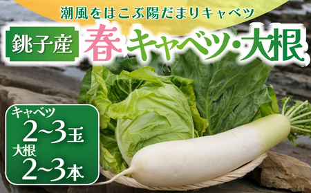 [2027 先行予約] 春キャベツ 2〜3玉 大根 2〜3本 セット キャベツ