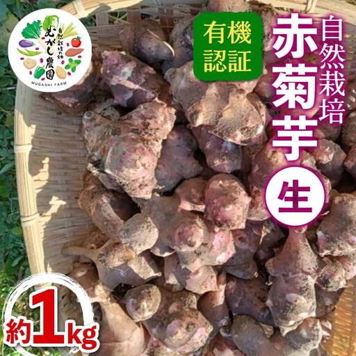 有機認証 自然栽培 赤菊芋(生) 約1kg 【むがし農園】 キクイモ オーガニック F21U-376