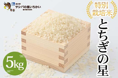 特別栽培米〈とちぎの星〉5kg　≪米 お米 白米 ご飯 栃木県産≫ ※2026年9月～発送