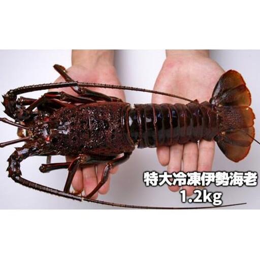 活〆冷凍伊勢海老 1.2kg