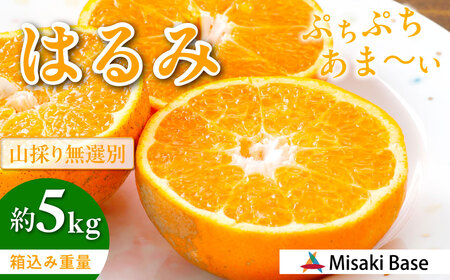 【先行受付】【数量限定】【山採り無選別】はるみ 約5kg ※離島への配送不可（2027年2月中旬より順次発送） IKTAB011 