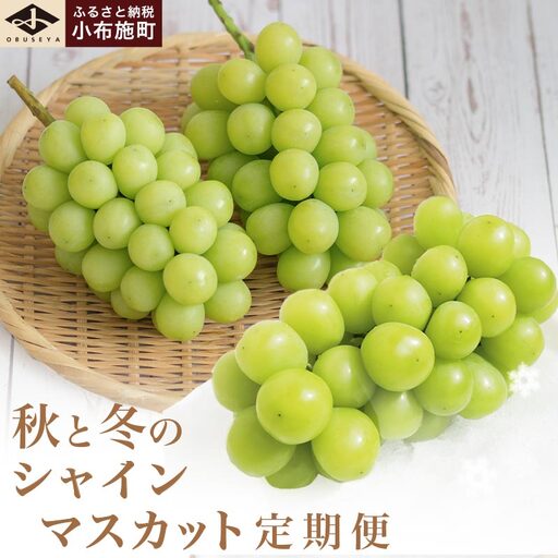 秋と冬のシャインマスカット2回定期便 約1kg × 2回 合計 約2kg [小布施屋] 令和8年産 [2026年10月〜12月発送][J-8]