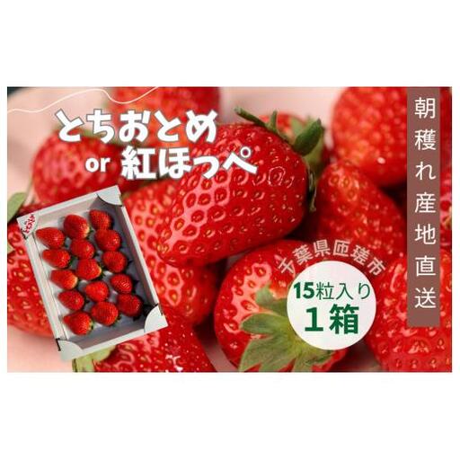 産地直送 匝瑳市産いちご 15粒入り×1箱