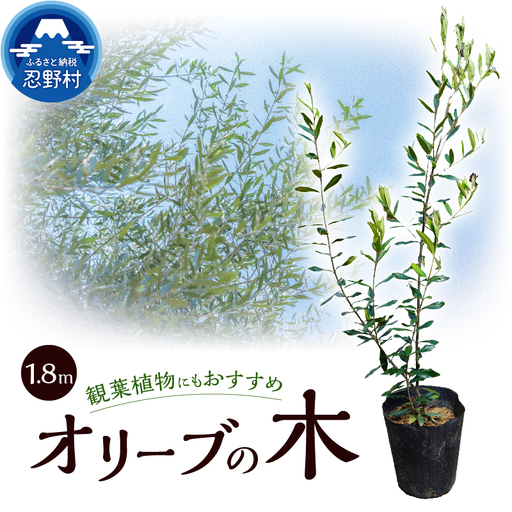 植木　オリーブ1.8m