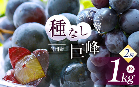 [先行受付]信州産 種無し巨峰 2房 約1kg