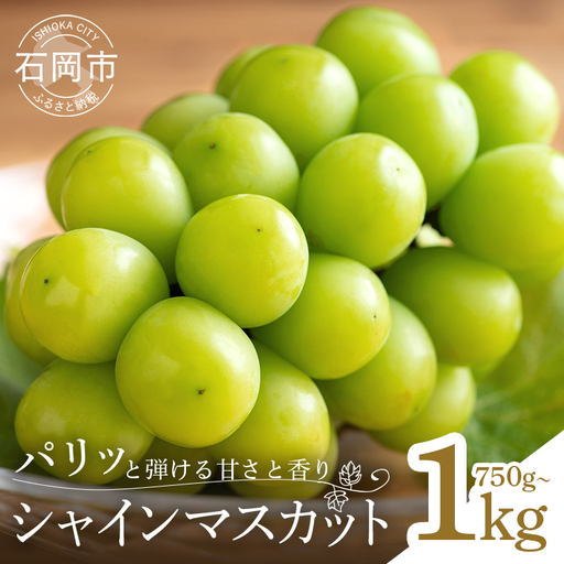 【 2026年 先行予約 】 シャインマスカット 750g～1kg 石田ぶどう園 1房 種なし ぶどう ブドウ 国産 果物 くだもの 大粒 葡萄 種無し フルーツ 9月 10月 発送 秋 旬 品種 茨城県産 産地直送 産直 農家直送 冷蔵 茨城県 石岡市 (A02-006)