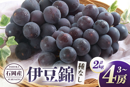 [ 2026年 先行予約 ] 伊豆錦 ( 種なし ) 2kg 石田ぶどう園 3房 〜 4房 種なし ぶどう ブドウ 国産 果物 くだもの 葡萄 無し フルーツ 2キロ 9月 10月 発送 秋 旬 品種 茨城県産 産地直送 産直 農家直送 冷蔵 茨城県 石岡市 (A02-012)