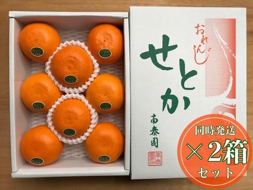 ［2箱セット］ハーフ 化粧箱 柑橘の大トロ ハウス せとか 厳選 8玉入 × 2箱 南泰園