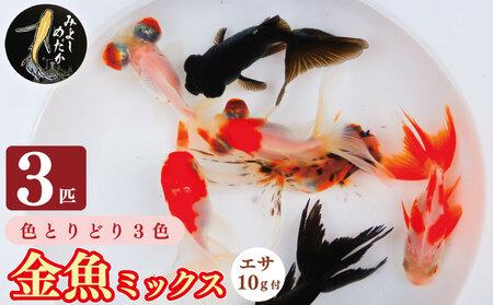 金魚 3色 ミックス 3匹 金魚【 金魚 】