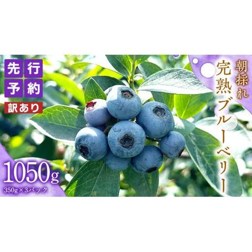 ≪先行予約≫【 訳あり 】 朝採れ 完熟 ブルーベリー 1050g ( 350g × 3パック ) 【 2026年 7月中旬頃より発送開始 】