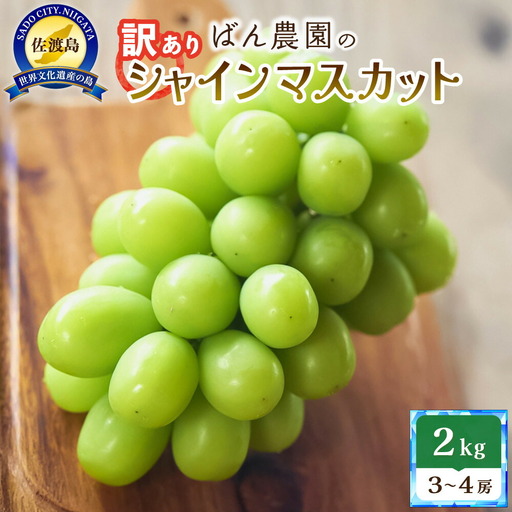 【訳あり】シャインマスカット2kg 3～4房 佐渡島産