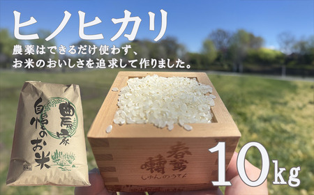 【令和８年度産先行予約】ヒノヒカリ 10kg ※2026年11月以降順次発送予定　精米済み ひのひかりお米 精米 １０キロ 米 ライス こめ おこめ １０kg