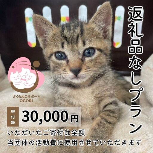 保護猫支援 返礼品なし 寄附 お礼状送付 保護猫支援