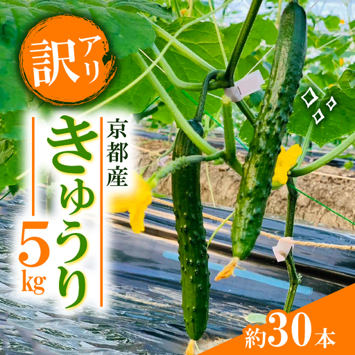 訳あり きゅうり 5kg わけあり 京都府 野菜 サラダ おつまみ 夏 漬物 ボリューム ファミリー 料理 キュウリ
