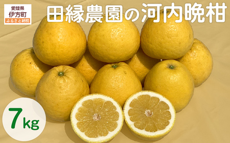 【先行予約】【数量限定】田縁農園の河内晩柑約7kg ※離島への配送不可 （2027年4月10日より順次発送） IKTA020