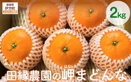 【先行予約】【数量限定】田縁農園の岬（はな）まどんな（生果）2kg  （2026年11月25日より順次発送） IKTA024
