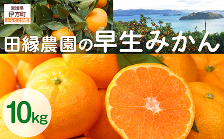 【先行予約】【数量限定】田縁農園の早生みかん（生果）10kg ※離島への配送不可 （2026年11月10日より順次発送） IKTA026