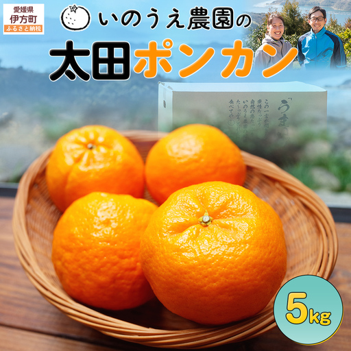 【先行予約】いのうえ農園の太田ポンカン 5kg ※離島への配送不可 （2027年1月上旬より順次発送）IKTAI003