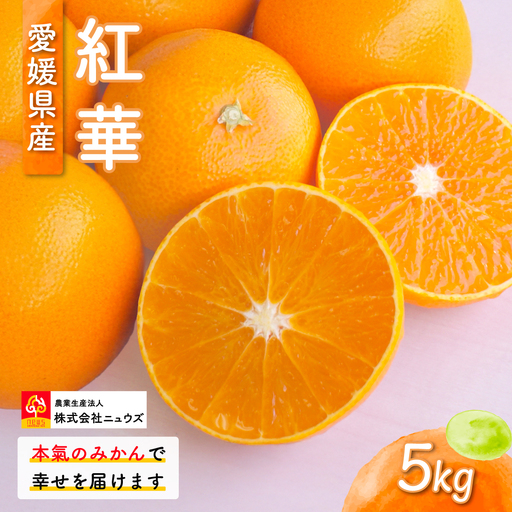 【先行予約】紅華（生果）約5kg （2026年12月上旬より順次発送） IKTF015