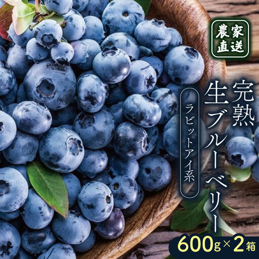 【先行予約】完熟生ブルーベリー ラビットアイ系 1200g (2027年発送) | フルーツ 果物 ベリー
