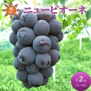 ぶどう ニューピオーネ 約2kg 3～4房 高梁市産 2026年 先行予約 贈答用 化粧箱 大粒 葡萄 ブドウ うめづぶどう園