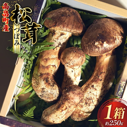 [期間限定発送] 松茸 つぼみ 詰め合わせ 1箱 約250g (3〜5本入)