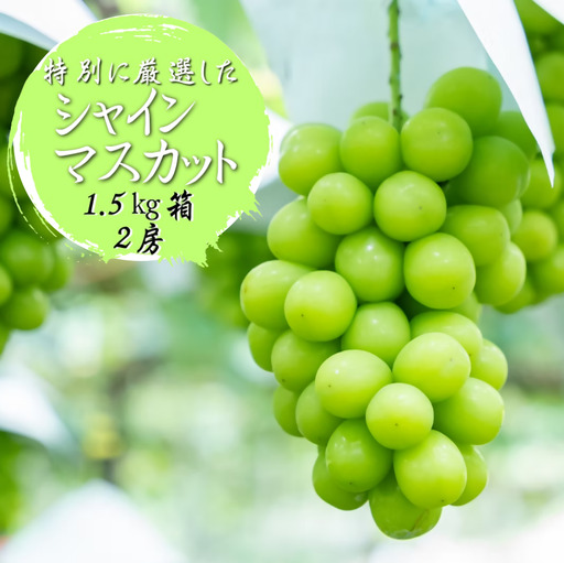 ふるさと納税のために特別に選別した シャインマスカット 約1.5kg 2房[2026年発送](WDN)B17-900 シャインマスカット フルーツ