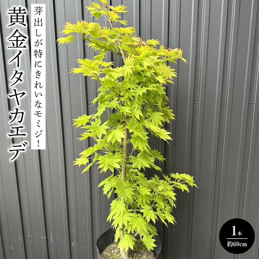 芽出しが特にきれいなモミジ! 黄金イタヤカエデ[プラス樹]