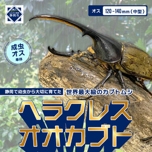 ヘラクレスオオカブト中型オス（120-140mm）【配送不可：北海道・沖縄・離島（一部除く】□
